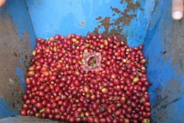 Cà phê chất lượng cao bắt đầu từ khâu thu hoạch - bảo quản sau thu hoạch