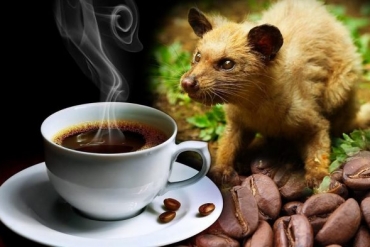 Cách thưởng thức cà phê chồn nguyên chất
